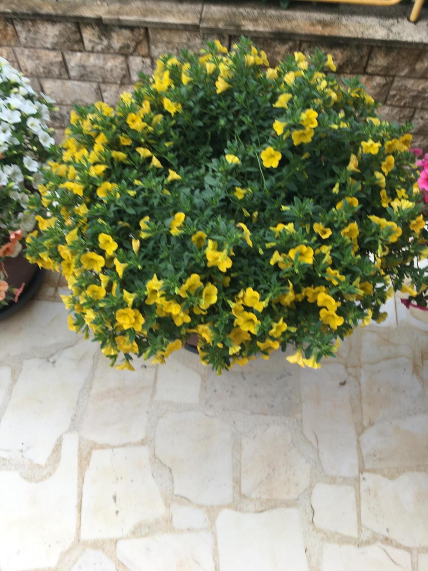 Appartement Mirjana Umag
